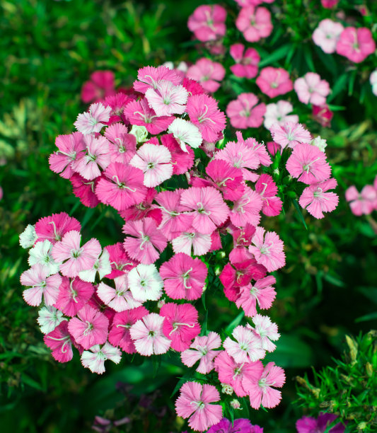 impatiens
