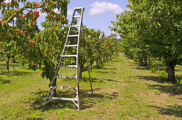 orchard