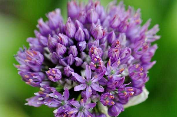 精美紫色绿色圆形花纹图案