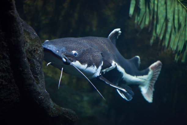 catfish