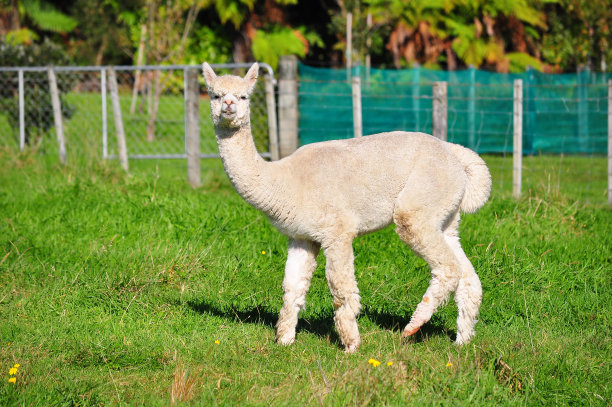 alpaca