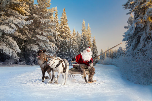reindeer