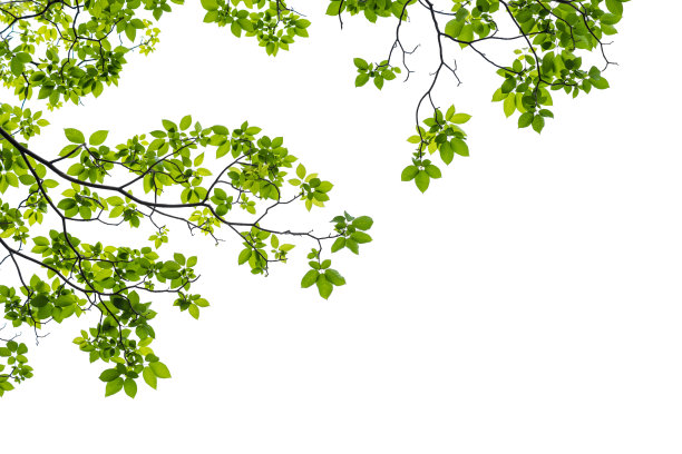 branch