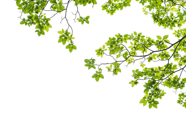 branch