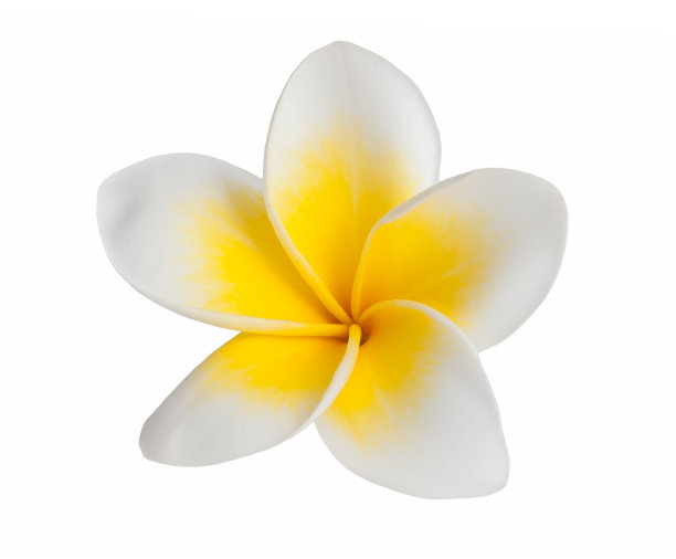 frangipani