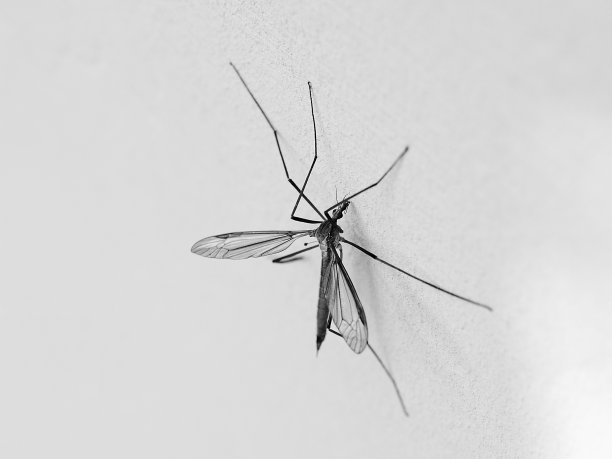 黑白蚊子