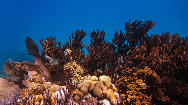 角孔珊瑚