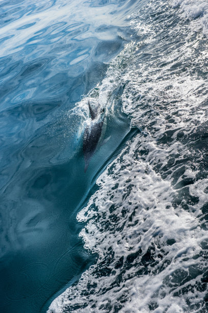 喷水的海豚