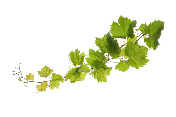 vineyard