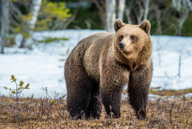 ursus