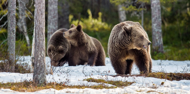 ursus