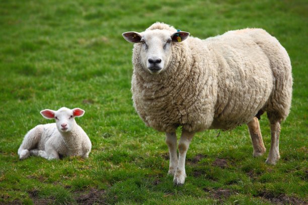 lamb