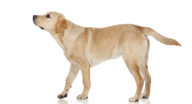 labrador