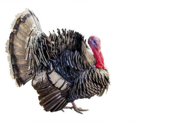 turkey