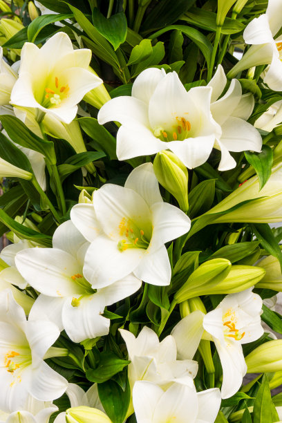 lilium