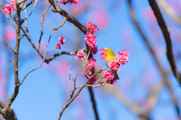 鲜花雀梅