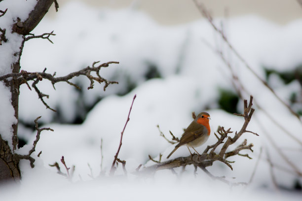 robin