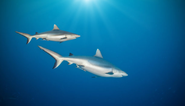 白尖鳍角鲨
