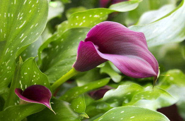 araceae