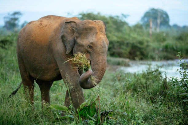 elephant