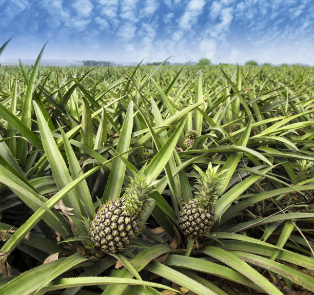 pineapple