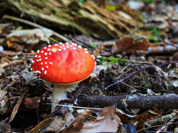 toadstool