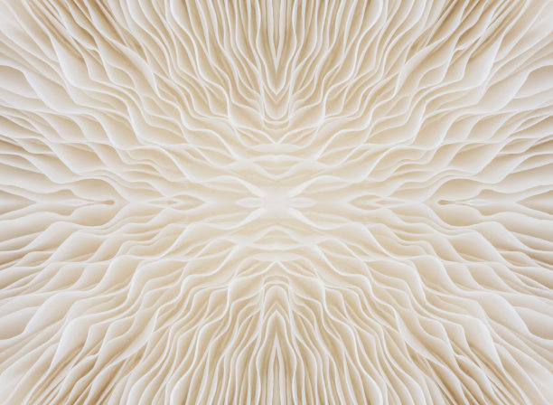 fungus