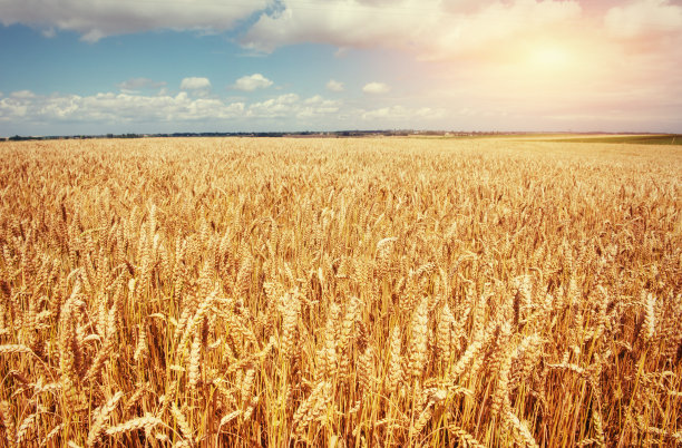 triticum