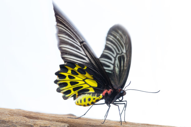 ornithoptera