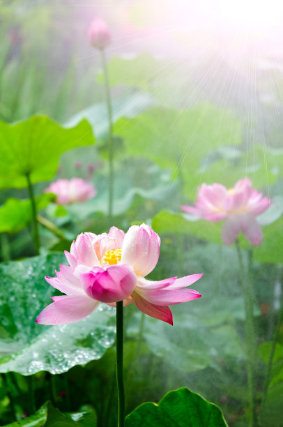 西湖莲藕
