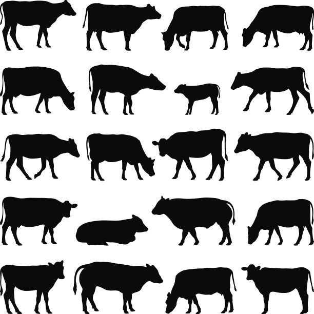 cattle