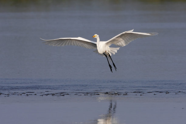 egretta