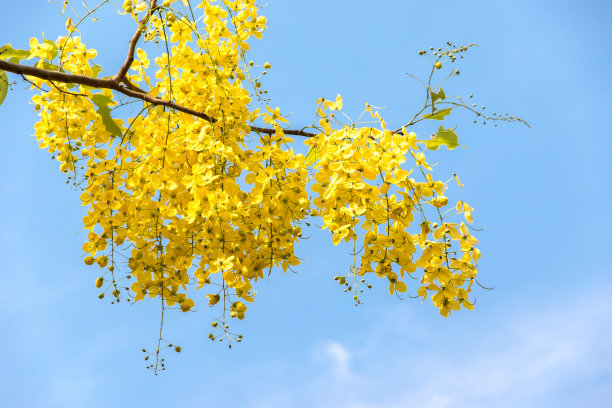 金链花