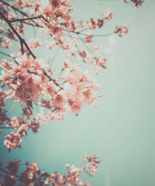 桃树花开