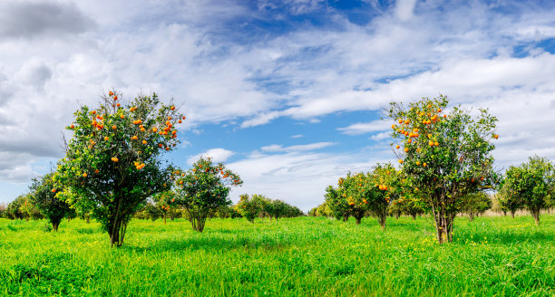 orchard