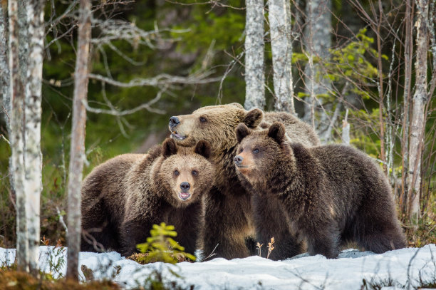 ursus
