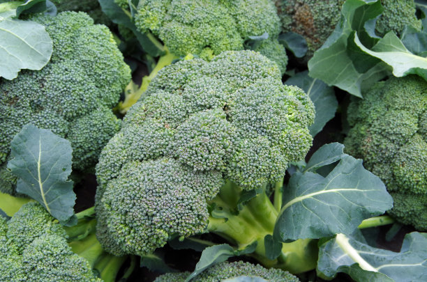 broccoli