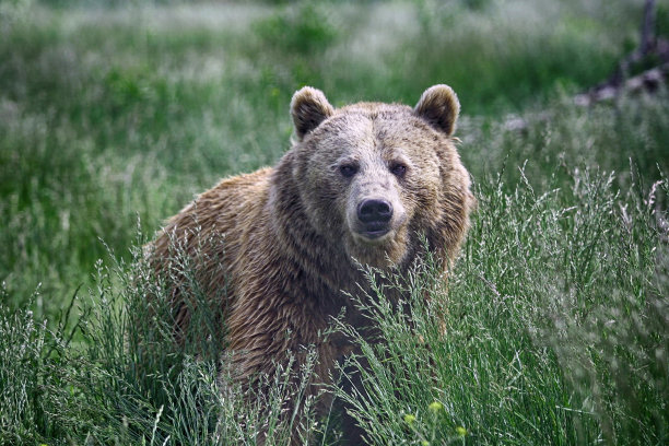 ursus