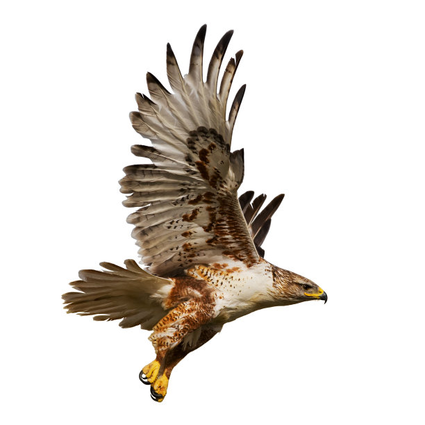buteo