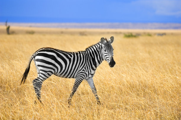 zebra