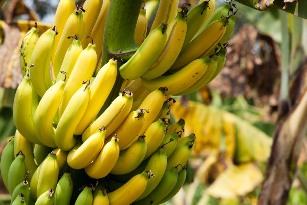 banana
