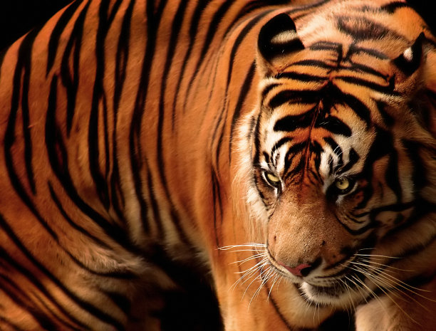 tiger