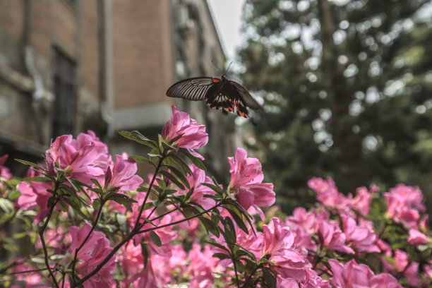 台湾杜鹃花