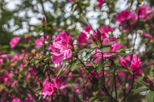 台湾杜鹃花