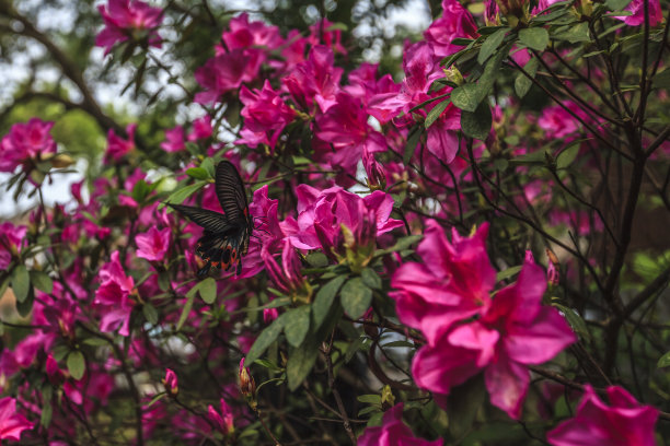 台湾杜鹃花