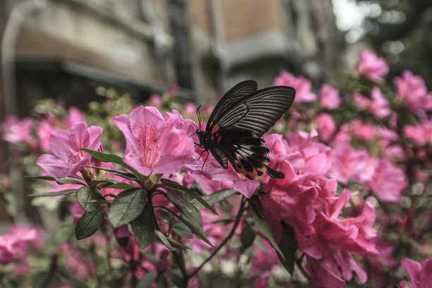 台湾杜鹃花