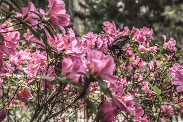 台湾杜鹃花