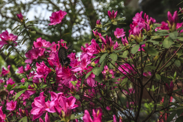 台湾杜鹃花