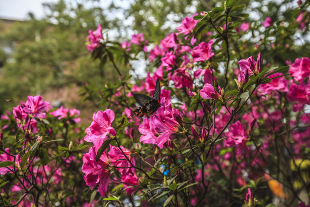 台湾杜鹃花