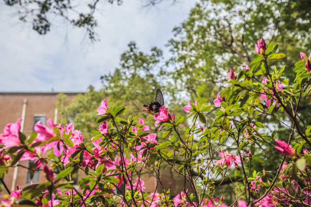 台湾杜鹃花